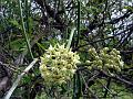 Caustic Vine